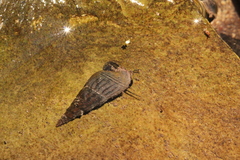 Thiaridae
