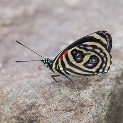 Catagramma pygas cyllene
