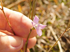 Dianthus bicolor