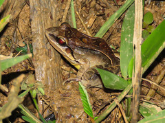 Leptodactylus mystaceus