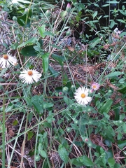 Ampelaster carolinianus