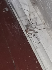 Pholcidae