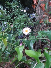 Ampelaster carolinianus