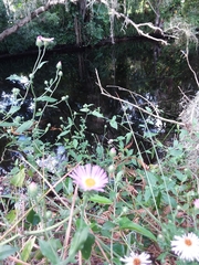 Ampelaster carolinianus