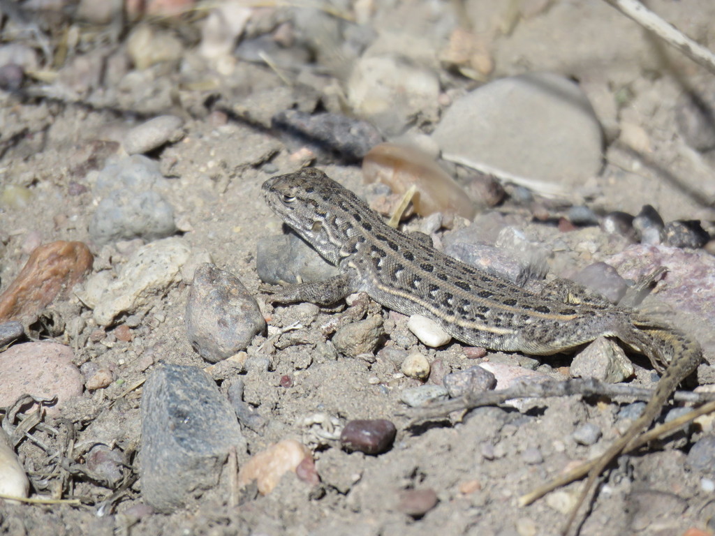 Liolaemus inacayali