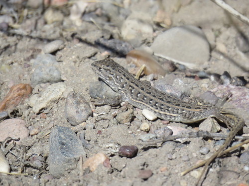 Liolaemus inacayali