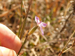 Dianthus bicolor