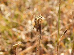 Dianthus bicolor