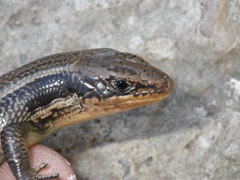 Plestiodon gilberti cancellosus