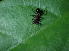 Polyrhachis rufipes