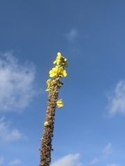 Verbascum