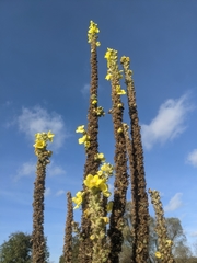 Verbascum