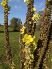 Verbascum