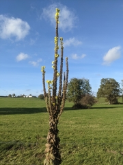 Verbascum