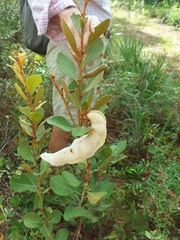 Exobasidium ferrugineae