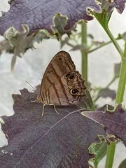 Magneuptychia