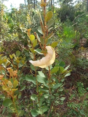 Exobasidium ferrugineae