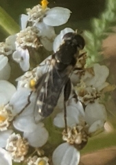 Syritta pipiens