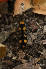 Dasymutilla munifica