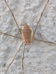 Opilio canestrinii