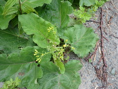 Senecio vulgaris