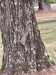 Sciurus carolinensis