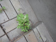 Chenopodium album