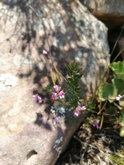 Indigofera filiformis