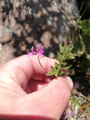 Indigofera filiformis