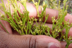 Thesium commutatum