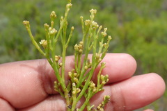 Thesium commutatum
