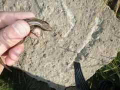 Plestiodon gilberti cancellosus