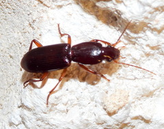 Stenomorphus californicus