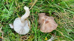 Dermoloma cuneifolium