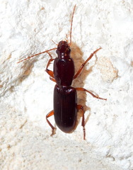Stenomorphus californicus