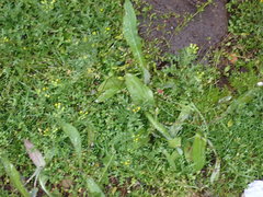 Senecio vulgaris