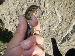 Plestiodon gilberti cancellosus