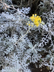 Constancea nevinii