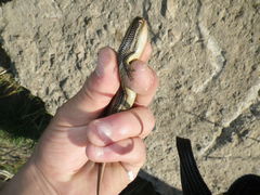 Plestiodon gilberti cancellosus