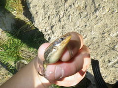 Plestiodon gilberti cancellosus