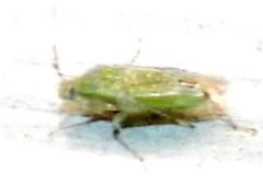 Pseudatomoscelis
