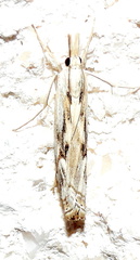 Parapediasia hulstellus