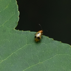 Paridea angulicollis