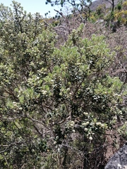 Phylica buxifolia