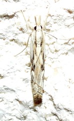 Parapediasia hulstellus