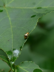 Paridea angulicollis