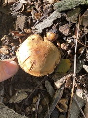 Cortinarius atkinsonianus