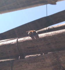 Brachygastra lecheguana