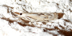 Parapediasia hulstellus