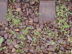 Stellaria media